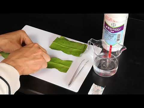 挿し木：オキシベロン発根促進剤（前編）