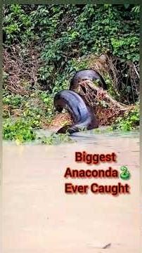 Massive Anaconda Giant Anaconda Massive python