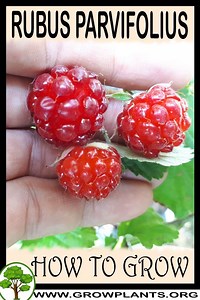 Rubus parvifolius - How to grow & care