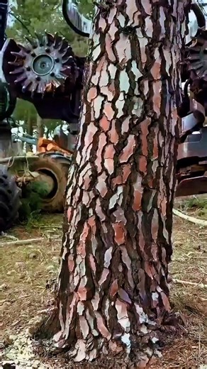 This Robotic Tree Cutting Machine Looks Unreal 😳🌲 #shorts #technology #logging #machines #automation