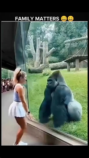 Global Fun & facts on Instagram: "The clip features a young woman in workout clothes doing a handstand in front of a zoo’s gorilla enclosure. Moments later, the gorilla appears to copy her pose, prompting cheers and on-screen captions like “Oh! He nailed it!” that highlight the seemingly playful exchange. Shared by the animal-focused account Gnaturelife_ok, the video quickly gained traction, collecting over 11,000 likes and 276,000 views within a few hours. However, many commenters labeled it “A