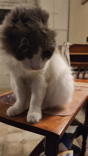 Have you ever seen an earless cat? We adopted this poor little kitty from the shelter after she lost her ears — either from severe frostbite or a terrible infection. My daughter melted the moment she saw her and insisted we give her a safe, loving home. Such a heartbreaking past… but now she’s finally where she belongs. #cat #kitty #earless #rescuecat #SecondChancePets #UniquePets #FelineFriends | Sapphire Shauna Ouellette