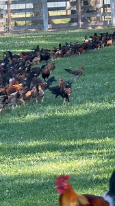 Diamond Ranch on Reels