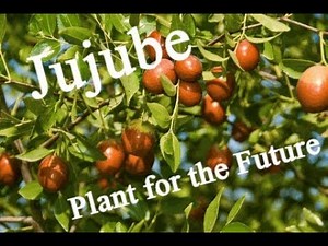 #Jujube Plant For A Future #PFAF, Li and Lang Harvest.