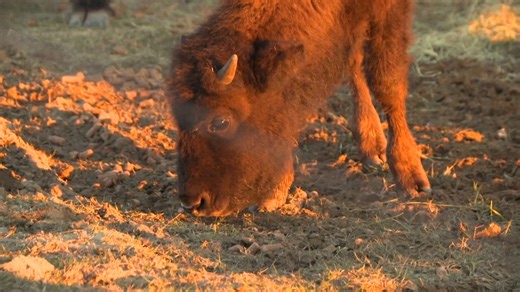 'The whole thing is disturbing': Family's bison killed and decapitated in Cooke County