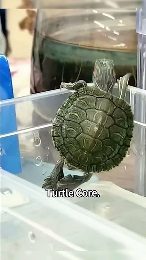 Turtle Fails & Funny Moves 🐢😂 | #TurtleTok #FunnyTurtles #AnimalLaugh