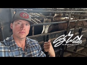 Update - BULL TRAINING