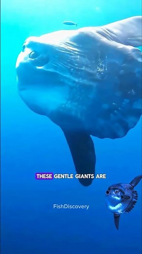 Incredible Ocean Sunfish Discovery!