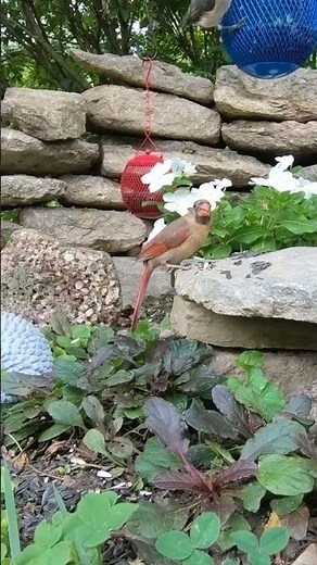 Birds for cats to watch. 6 hour 4K videos for cats to watch #birdcam #birdswatching #birdspotting