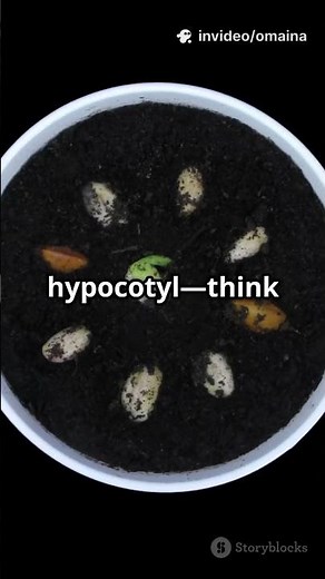 Seed Secrets: Cotyledons & Stems! #cotyledons