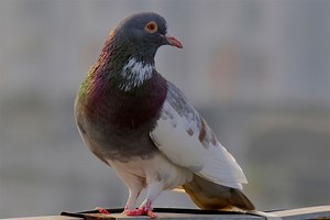 The Ultimate Guide To Domestic Pigeons - NE Pigeon Supplies