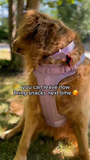 Hey YEG, Winnie here, giving tips to have the coolest ‘hot dog’ summer ever.☀️🧊 Snacks not included… 🐾 edmonton.ca/residential_neighbourhoods/pets_wildlife/pet-safety | City of Edmonton - Local Government