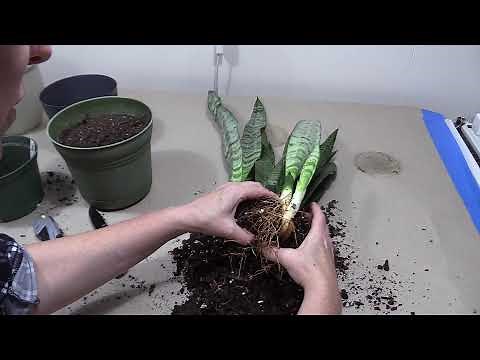 Snake Plant Propagation, how to propagate sansevieria/snake plants