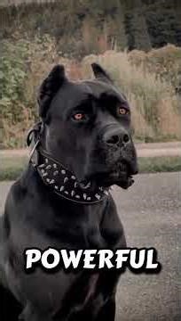 Birth Month Dogs — Personality, Power & What It Says About You | AlphaDogAcademy