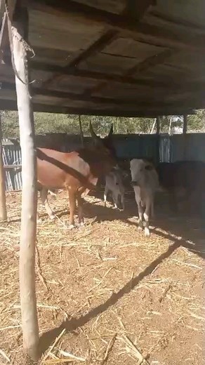 genetics hidrosis | K-F Agro Tech And Agro Service | Facebook