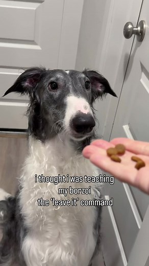 Exploring the Borzoi: A Stunning Sighthound Breed