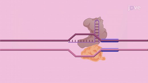 CRISPR-Mediated Base Editing Tools: A Genome Editing Technique to Induce Targeted Base Substitution