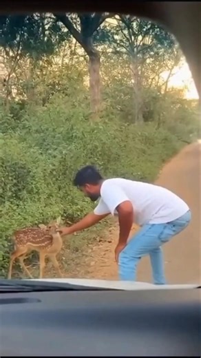 Achanak se jungle me SHER!Aur sabki HAWA TIGHT ho gayi 😱🐅 #bollywoodirect #latestnews #news #explore