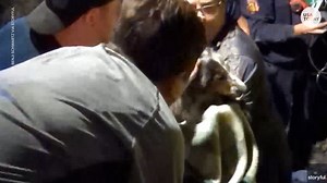 Rescuers dig for hours to save 13-year-old dog from sewer drain