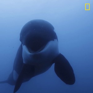 24K views · 1.2K reactions | Learn all about one of the most intelligent animals on this planet  Watch #SecretsOfTheWhales tonight at 7/6c on Nat Geo WILD and stream on Disney+ . | National Geographic Animals | Facebook