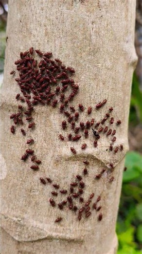 এটা পিঁপড়ে পোকা😊 #shortvideo #cutebaby #learning #viralshort #plssupportmychannel 🙏