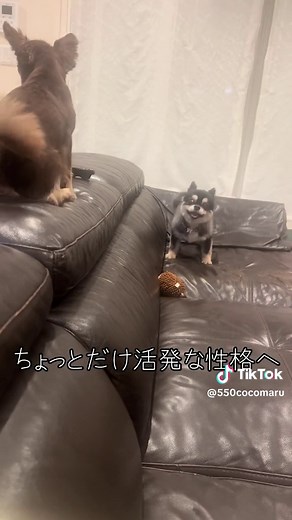 ここまるの気管虚脱改善とダイエット経過