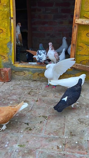 329K views · 6.6K reactions | My pigeon loft ️拾螺❤️ #pigeon #loft | Dronzer Birds | Facebook