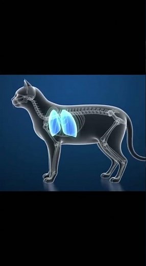 Inside a Cat’s Lungs | Breathing Explained #CatFacts #AnimalScience #PetEducation #MedicalAnimation