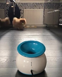 iFETCH ORIGINAL 🎾👀🐶 The interactive ball launcher dog toy thay will be your pet’s new best bud AVAILABLE ONLINE Get yours via the link ⬇️⬇️⬇️ https://bit.ly/3es7U0n 📸 @pomeranian_kapten | SALTYDOG