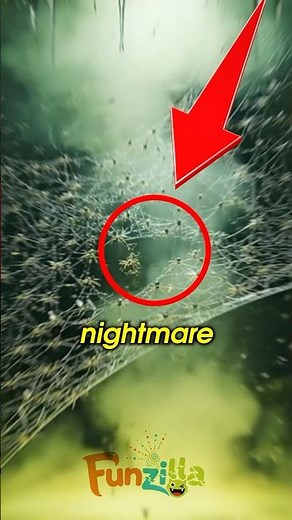 100,000 Spiders Living in One Giant Web! 🤯
