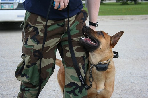 Obedience Training — Pro K9 Dog Training and Professional Drug & Detection Services in Winnipeg