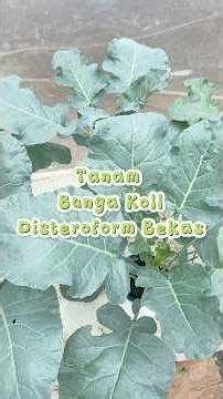 Tutorial DIY Hidroponik dari Barang Bekas 🥬❤️ #hidroponik