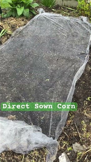 8x3 Little Corn Field #garden