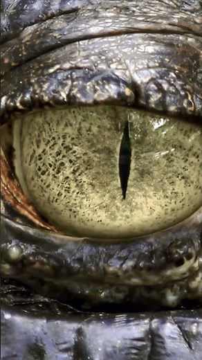 Mesmerizing Alligator Eye Close-Up: Blinking Surprise! #relax #nature #shorts