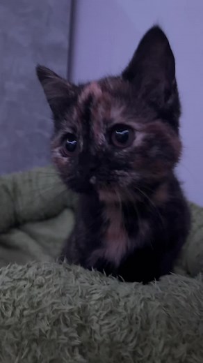 Hilarious Cat Fails Compilation