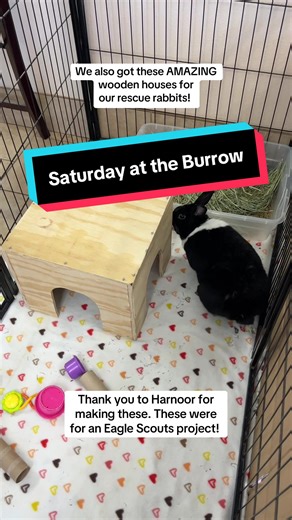 Another busy Saturday! Today, I took my bunny, Lily, for a nail trim. We offer grooming services for your bunny! Come visit us on Saturdays from 10-2 pm! We also had some wooden houses made for the bunnies! This was for an Eagle Scout project. Thank you Harnoor for making these. They are loving them!! Thank you for supporting and thinking of the buns! #rabbitsoftiktok #bunniesoftiktok #rabbitrescue