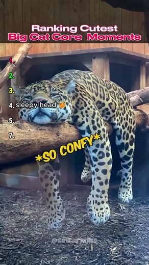 Ranking Cutest Big Cat Core Moments 🐾🐈