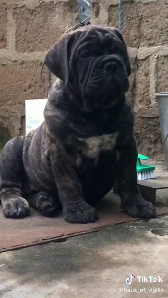 Powerful Bullmastiff Brindle Puppy at Haus of Vigilio Rottweilers