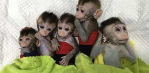 Cloning monkeys for research puts humans on a slippery ethical slope