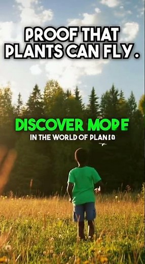 The Secret Superpower of the Balsa Tree