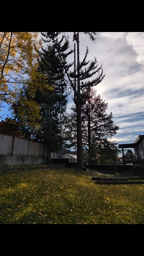 Roots and Connections Tree Service on Reels