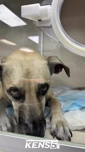 27K views · 3.3K reactions | KEEP HIM IN YOUR THOUGHTS  This sweet pup named Bandit is recovering after he was rescued from a house fire in Clearwater. MORE: https://www.kens5.com/article/news/local/pinellascounty/dog-rescued-house-fire-clearwater/67-e5f7bee5-ff11-47e6-afaf-5a0dd85cd5a9?tag1=kensshare | KENS 5 & Kens5.com | Facebook