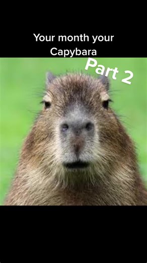 Capybara is cool #Capybara #tank