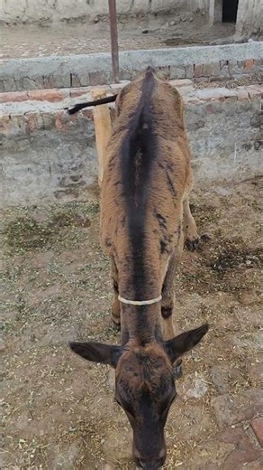 cow farming, Buffalo farming, Goat farming, #cows #animals #buffalo