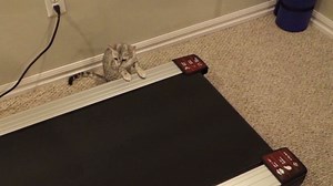 Distraction: Cat vs. treadmill