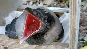 How to Feed 🪶 a Baby Crow