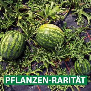 5K views · 174 reactions | Die kleinsten Wassermelonen der Welt für den eigenen Anbau im Garten oder auf dem Balkon!  | Volmary Garten | Facebook