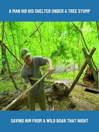 A man hid his shelter under a tree stump, saving him from a wild boar that night. | Lisa Maay