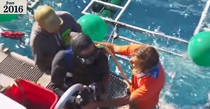 Great white shark smashes open diver's cage - with a diver still inside