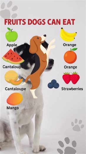 5.1K views · 34 reactions | Fruits for Dogs: Yes, But Always in...